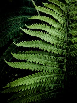 Detailed close-up of bright green fern leaves with a dark contrast for dramatic effect.