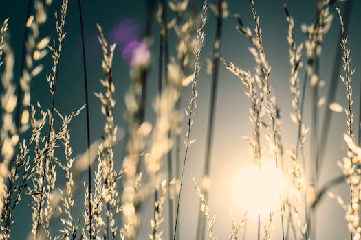 Sunlit grasses swaying gently in a serene meadow, capturing the essence of a peaceful summer day.